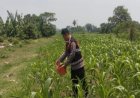 Sinergitas Polri Bersama Warga Desa Gempol Melaksanakan Penanaman Pohon Jagung