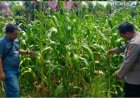 Kasium Polsek Rengasdengklok didampingi Bhabinkamtibmas, Tinjau Lahan Jagung, Dukung Ketahanan Pangan Warga