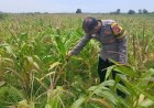 Anggota Polsek Tirtajaya melaksanakan Monitoring Pasca Penanaman Jagung di Desa Tambaksumur