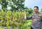 ‎"Bhabinkamtibmas Polsek Klari dan UPTD Petani Desa Cimahi, Jagung Mulai Berbulir Siap Panen" ‎