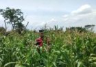 Bhabinkamtibmas Polsek Banyusari Bersama Petani Monitoring Pertumbuhan Tanaman Jagung