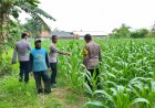 Kapolsek Batujaya bersama Anggotanya melakukan Pengecekan Tanaman Jagung di Lahan LBS Desa Kutaampel