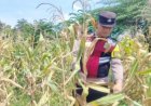 Bhabinkamtibmas Polsek Banyusari Bersama Petani Monitoring Pertumbuhan Tanaman Jagung