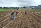 Polsek Purwasari Polres Karawang Monitoring Tanaman Jagung Hibrida Dalam Rangka Swasembada Pangan