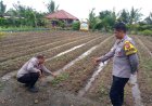 Anggota Bhabinkamtibmas Polsek Rengasdengklok, Laksanakan Pengecekan Tanaman Jagung