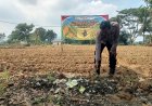 Kapolsek Pangkalan Rutin Cek Pertumbuhan Jagung Guna Sukseskan Program Ketahanan Pangan Nasional