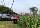 Bhabinkamtibmas Polsek Banyusari Bersama Petani Monitoring Pertumbuhan Tanaman Jagung