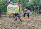 Polsek Rengasdengklok Monitoring dan Pemupukan Tanaman Jagung di Lahan Ketahanan Pangan
