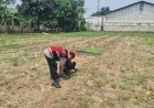 Kegiatan monitoring ketahanan pangan tanaman tumbuh jagung oleh personil Polsek Rawamerta