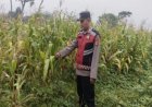 Bhabinkamtibmas Polsek Banyusari Bersama Petani Monitoring Pertumbuhan Tanaman Jagung