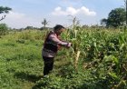 Bhabinkamtibmas Polsek Banyusari Bersama Petani Monitoring Pertumbuhan Tanaman Jagung