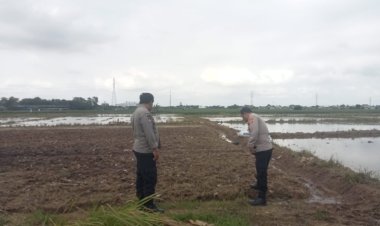 Kanit Samapta Polsek Kotabaru Beserta Anggota Monitoring Pertumbuhan Jagung Hibrida