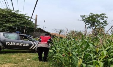 Bhabinkamtibmas Polsek Banyusari Bersama Petani Monitoring Pertumbuhan Tanaman Jagung
