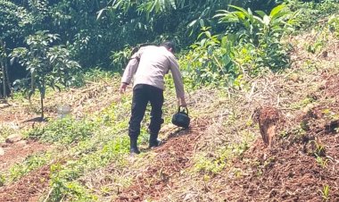 Pastikan Pertumbuhan Pohon Jagung Baik, Personil Polsek Tegalwaru Giat Monitoring