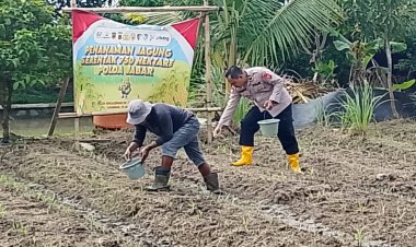 Polsek Rengasdengklok Monitoring dan Pemupukan Tanaman Jagung di Lahan Ketahanan Pangan