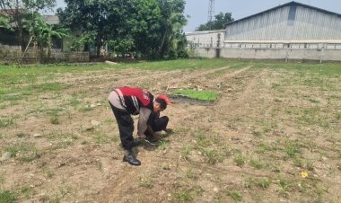 Kegiatan monitoring ketahanan pangan tanaman tumbuh jagung oleh personil Polsek Rawamerta