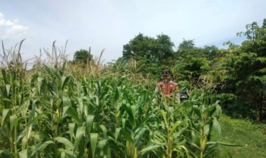 Bhabinkamtibmas Polsek Banyusari Bersama Petani Monitoring Pertumbuhan Tanaman Jagung