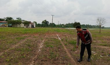 Polsek Rawamerta Intensifkan Monitoring Jagung untuk Perkuat Ketahanan Pangan